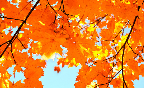 秋天，枫树叶和蓝蓝的天空背景