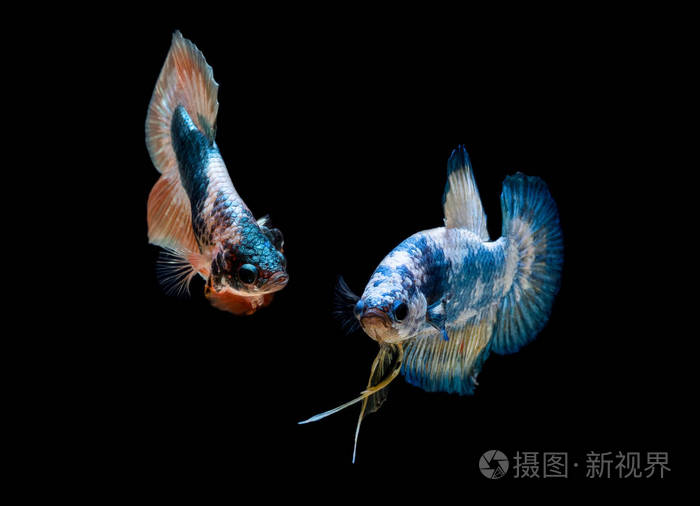 betta 鱼在水族馆里打架