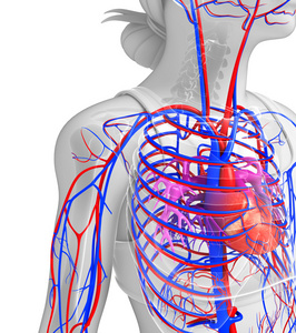 雌鼠心脏循环系统