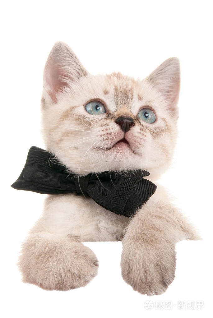 在脖子上的领结的猫