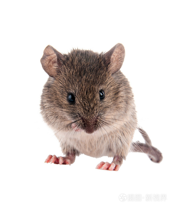 地老鼠孤立黑线的姬鼠