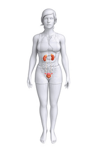 女性泌尿系统照片