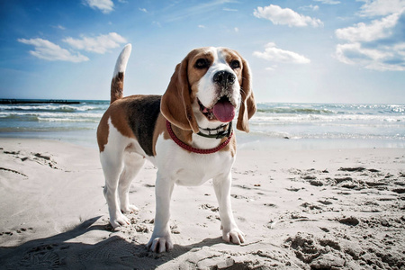 狗猎犬海