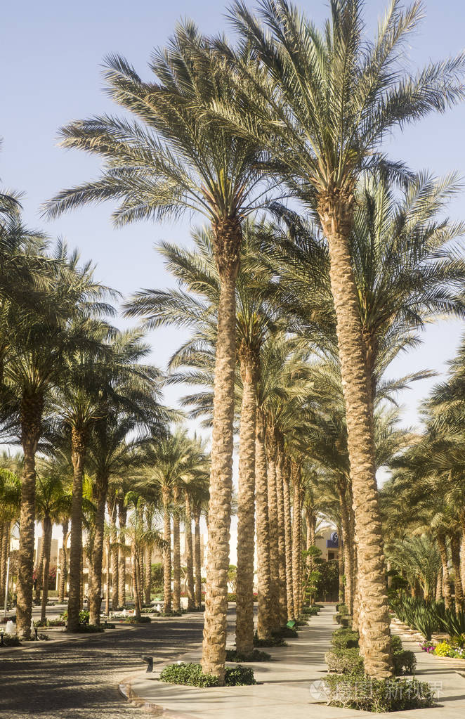 埃及的棕榈树充满绿色照片-正版商用图片07xz6v-摄图新视界