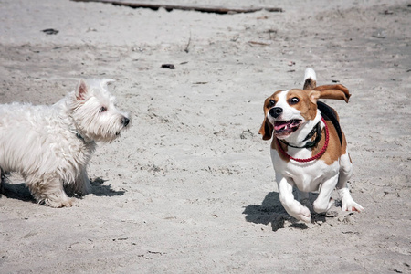 狗猎犬海