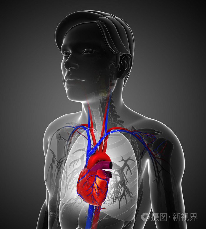 下载小样发票合同问题/举报主动脉支气管动脉循环系统肺静脉心脏胰腺