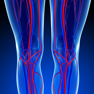 膝关节循环系统