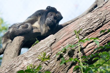 山魈猴男黑男吼猴 alouatta caraya照片