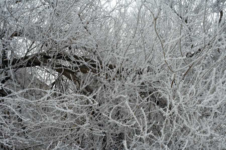 被冰雪覆盖的密集分支机构图片