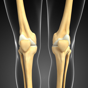 人体膝关节骨骼图片