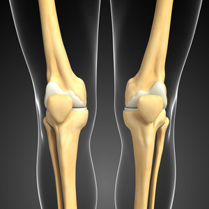 人体膝关节图稿