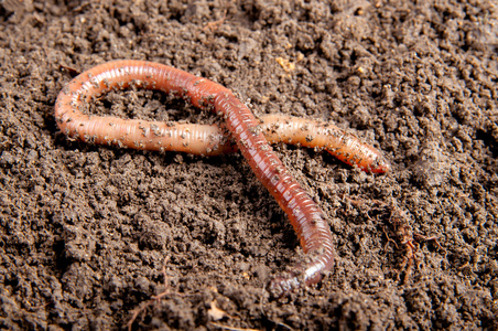 蚯蚓蚯蚓蚯蚓在地上看书三条蚯蚓蚯蚓蚯蚓在修补程序宏拍摄的一条蚯蚓