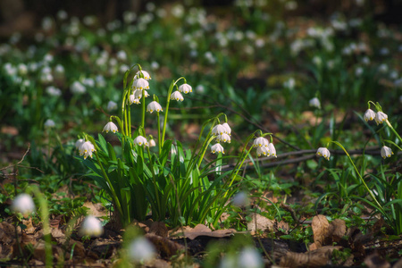 春天佛瑞斯的白色 leucojum 花