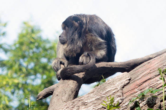 黑男吼猴alouattacaraya