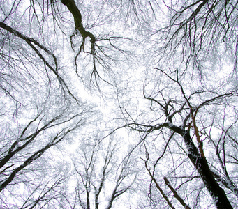 冰冻的冬季森林树木