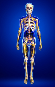 人体的骨骼解剖学