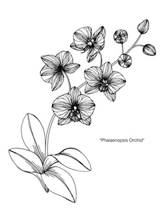 黑白线条画花草图片-黑白线条画花草素材-黑白线条画花草插画-摄图新