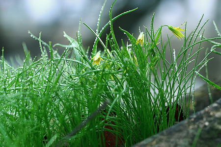 草与水滴