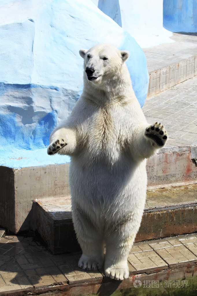 北极熊站在它的后腿