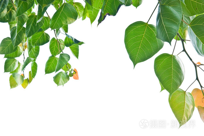 菩提或从菩提树菩提树叶