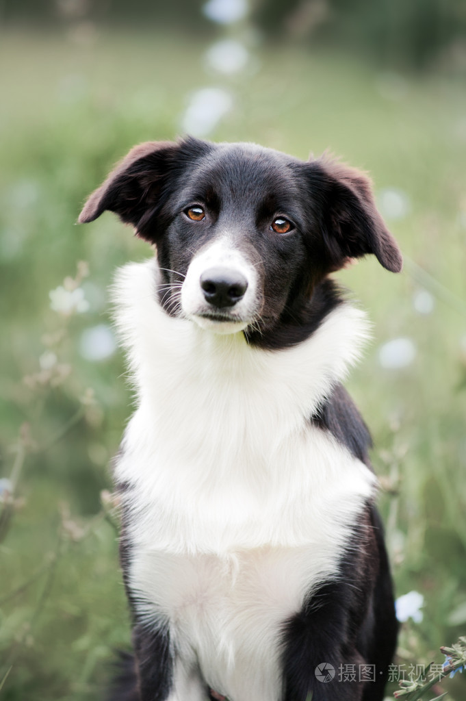 可爱的边境牧羊犬小狗画像