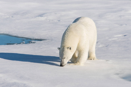 在斯瓦尔巴特冰上的北极熊