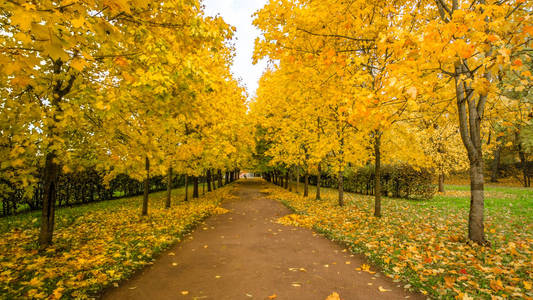 在森林的道路上落叶, 秋天的风景, 自然小径