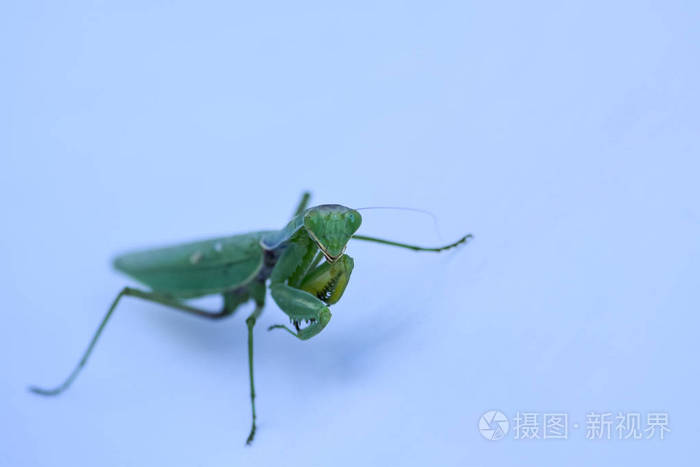 在白色背景上关闭一枪绿螳螂捕食性昆虫