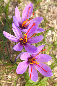 藏红花鲜花的领域