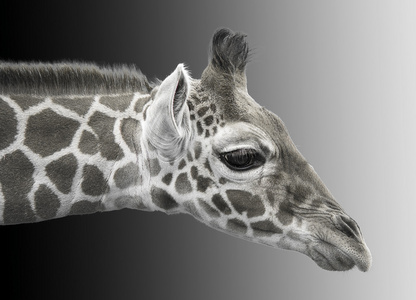 年轻的长颈鹿的黑白图像图片