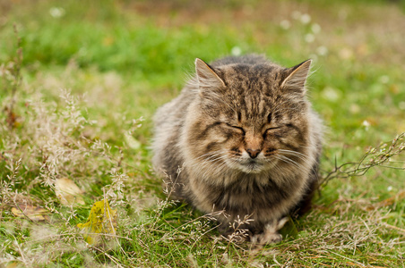 大虎斑猫