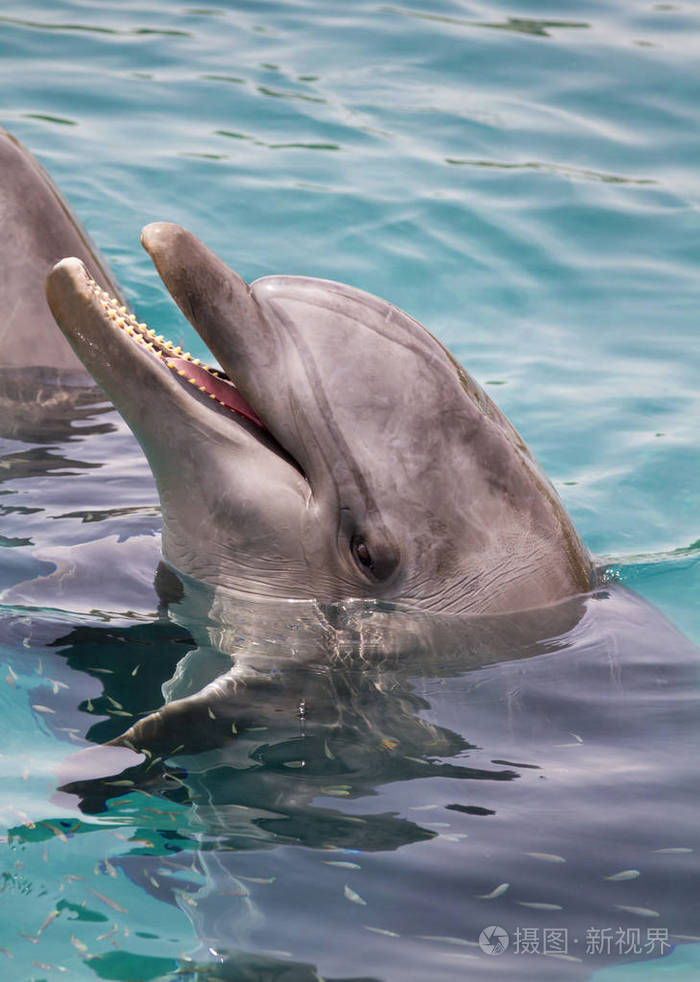 瓶鼻海豚特写
