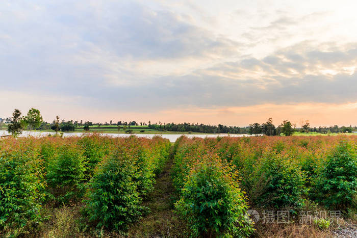 阳光下的小桉树林