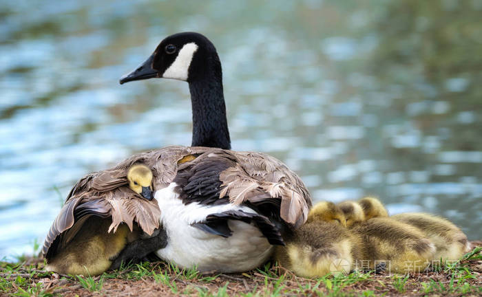 加拿大婴儿鹅鹅与母亲依偎在一起