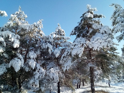 美丽的森林覆盖着雪在阳光明媚的日子