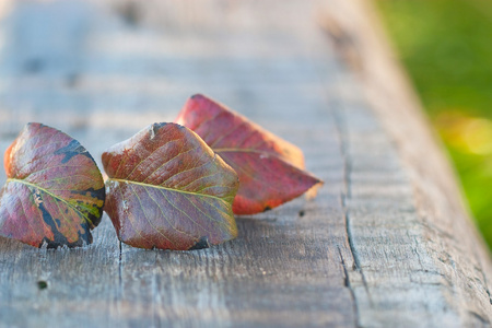 hstens natur pron leafs