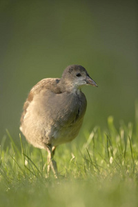 常见的 Moorhen 鸟, 常见的 Gallinule, Gallinula chloropus, 在草地上行走