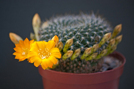 仙人掌花