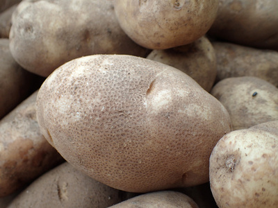在农民市场展出罗素土豆