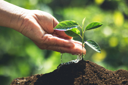 鲜绿植物自然特写中的植物咖啡苗种植树苗咖啡树手保护白色背景小树