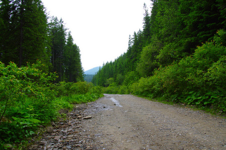 针叶林石路