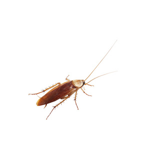 棕色只蟑螂被隔绝在白色背景