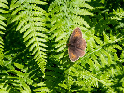 小荒地 coenonympha pamphilus 蝴蝶