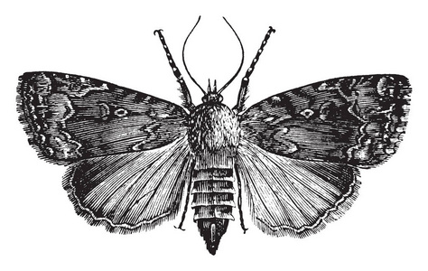 葡萄藤蛾, 其幼虫主要饲料葡萄藤, 复古线条画或雕刻插图照片