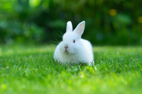 在草丛中的小兔子图片