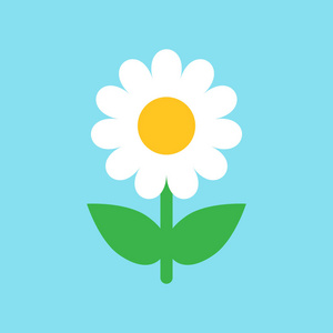 洋甘菊花矢量图标在扁平风格.菊花插图 o照片