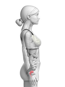 女性子宫解剖照片
