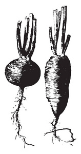 萝卜是根蔬菜。萝卜可以有不同的形式, 广泛变化的大小, 颜色, 复古线条画或雕刻插图