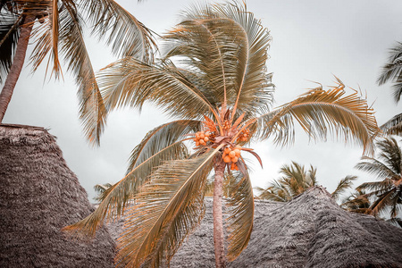 在炎热的夏日, 热带的棕榈树。旅游在异国情调