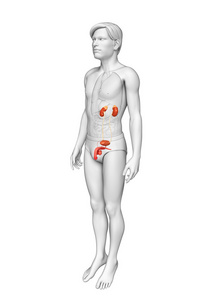 男性泌尿系统照片
